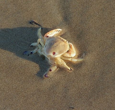 Surf Crab - Ovalipes australiensis  Australia,Encounter Bay SA,Fall,Geotagged,Ovalipes australiensis,Surf Crab,eamw marine invertebrates