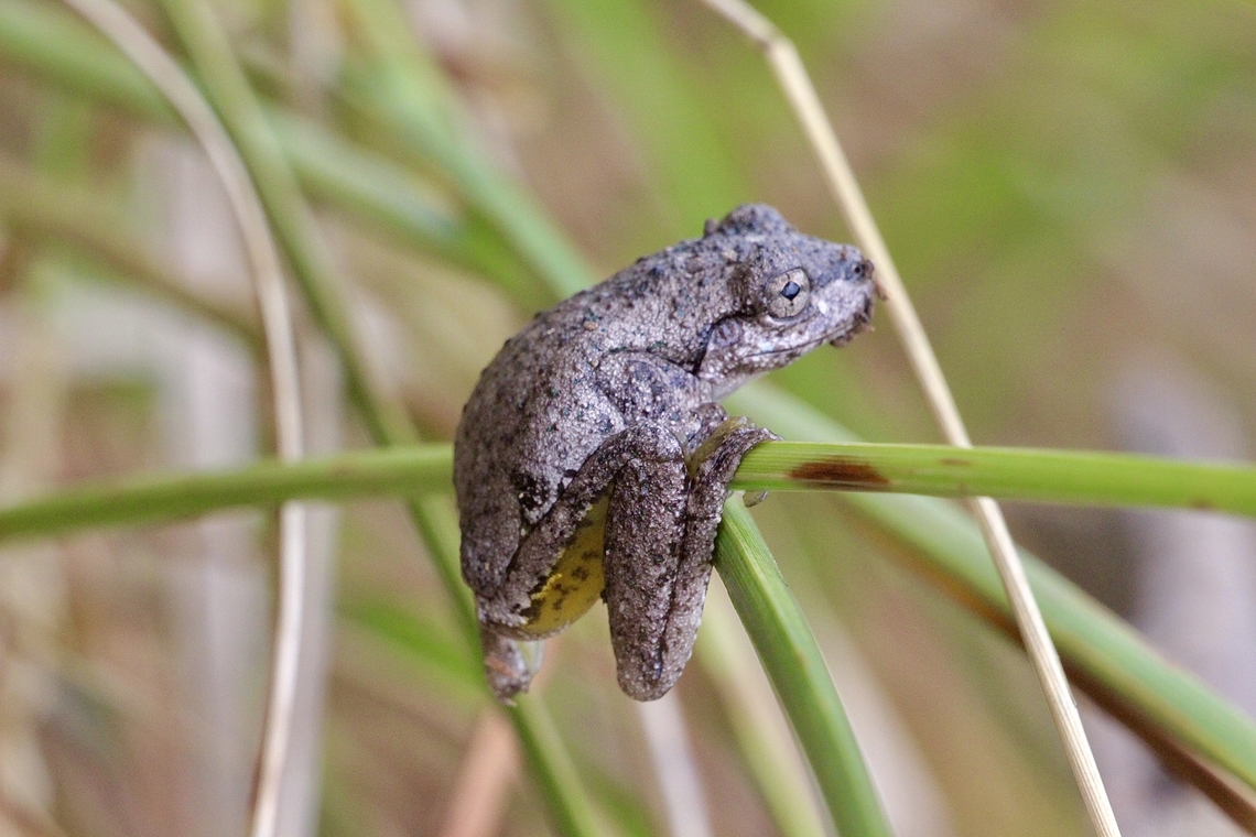 Persons tree frog - Litoria peronii  Australia,Bairnsdale Vic,Eamw frogs,Geotagged,Litoria peronii,Perons tree frog,Summer