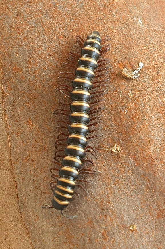 Hoplatessara pugiona On eucalyptus tree bark  Australia,Camden NSW,Eamw millipedes,Geotagged,Hoplatessara pugiona,Summer