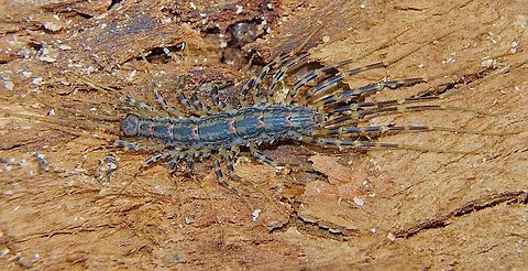 Australian House Centipede Allothereua maculata Living under eucalyptus tree bark. Allothereua maculata,Australia,Australian House Centipede,Eamw centipede,Geotagged,Ingalalla falls SA,Spring