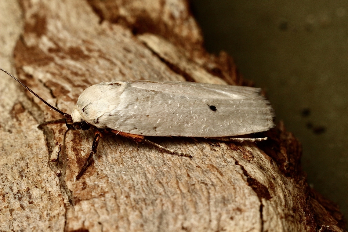Fruit Tree Borer Maroga melanostigma Attracted to UV light Australia,Eamw moth,Encounter Bay SA,Fruit Tree Borer,Geotagged,Maroga melanostigma,Summer
