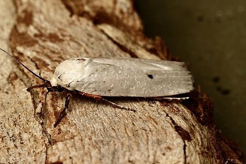 Fruit Tree Borer Maroga melanostigma Attracted to UV light Australia,Eamw moth,Encounter Bay SA,Fruit Tree Borer,Geotagged,Maroga melanostigma,Summer