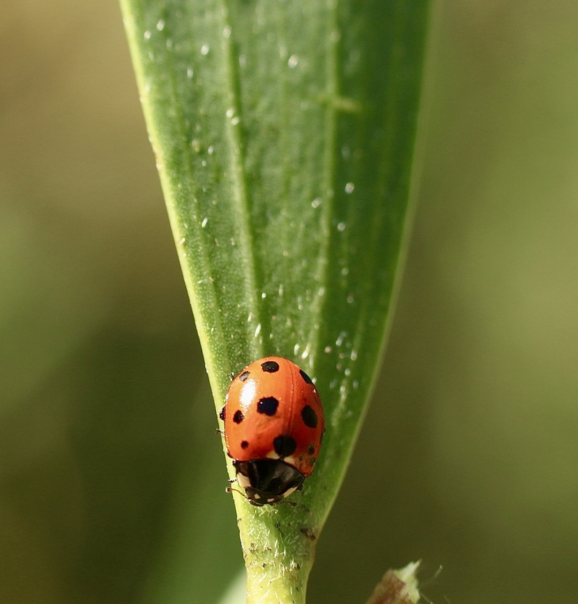 Eleven-spot Ladybird - Coccinella undecimpunctata Introduced in Australia. Observed this one on Acacia longifolia in a conservation park. Australia,Coccinella undecimpunctata,Eamw beetles,Eleven-spot Ladybird,Geotagged,Newland head conservation park SA,Spring
