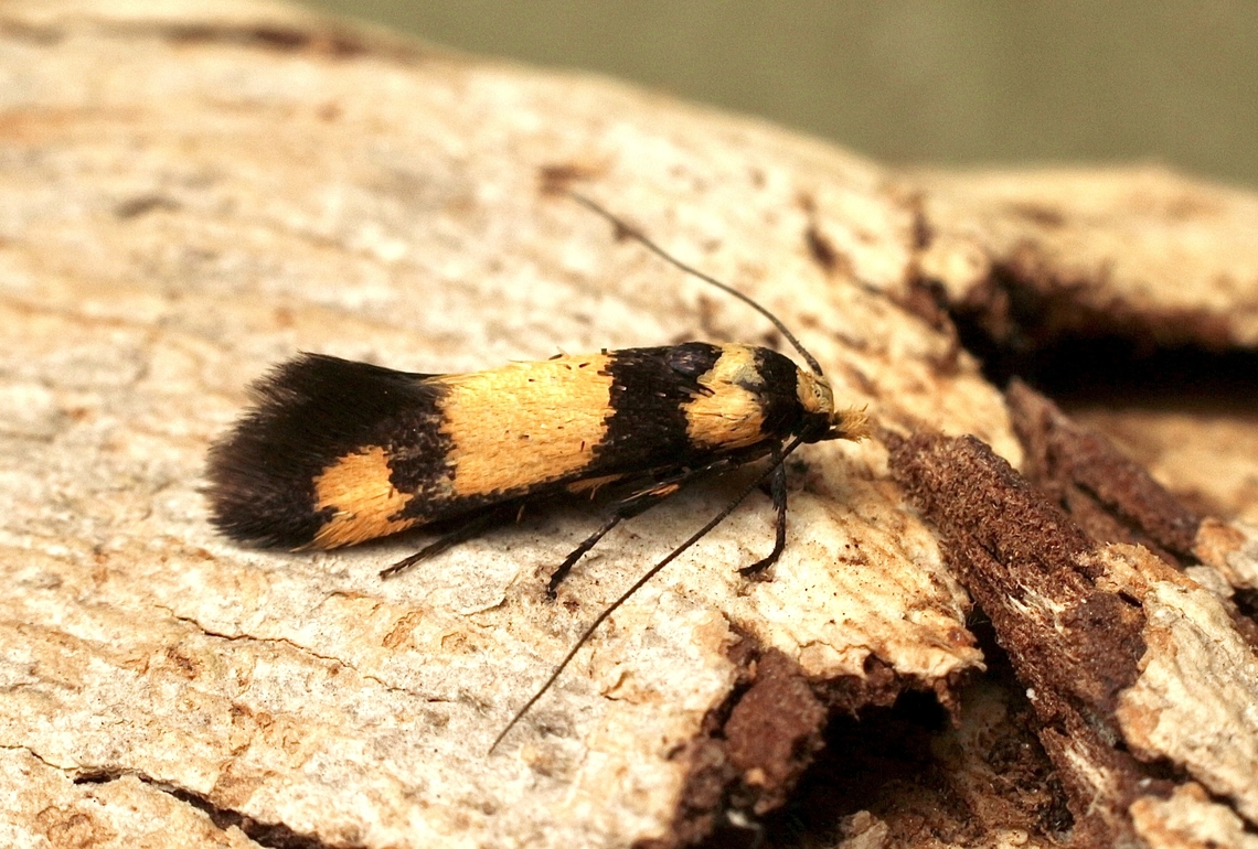 Curved-horn Moths - Superfamily Gelechioidea Attracted to UV light. Australia,Eamw moth,Encounter Bay SA,Geotagged,Summer,UVL