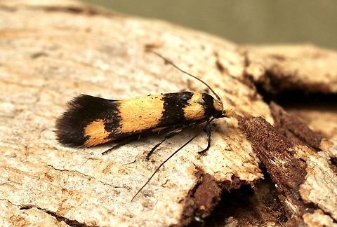 Curved-horn Moths - Superfamily Gelechioidea Attracted to UV light. Australia,Eamw moth,Encounter Bay SA,Geotagged,Summer,UVL