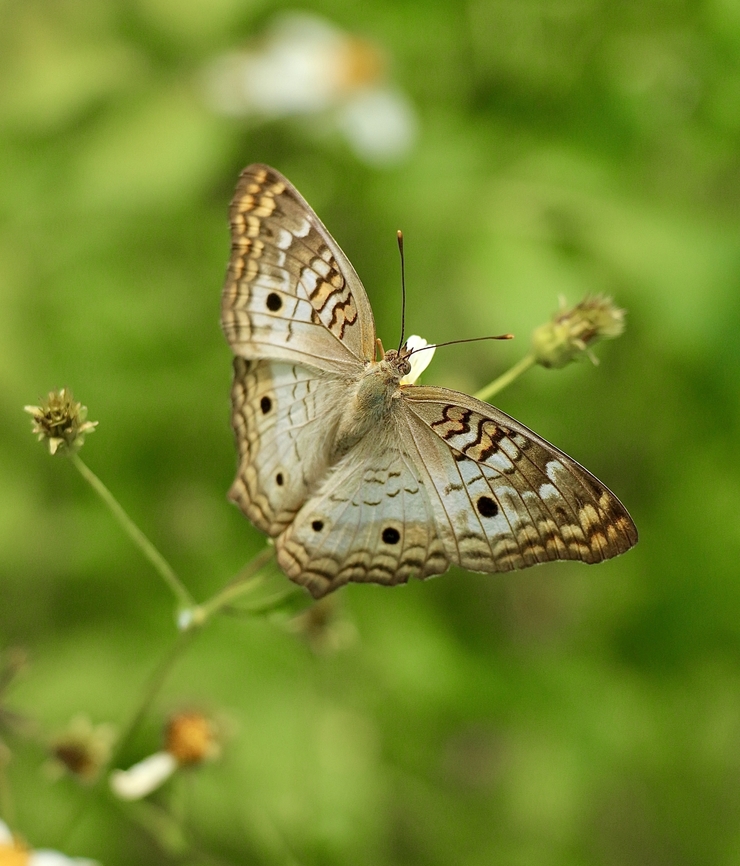 White Peacock - Anartia jatrophae  Anartia jatrophae,Eamw butterflies,Florida,Geotagged,Orlando,Summer,United States,White Peacock