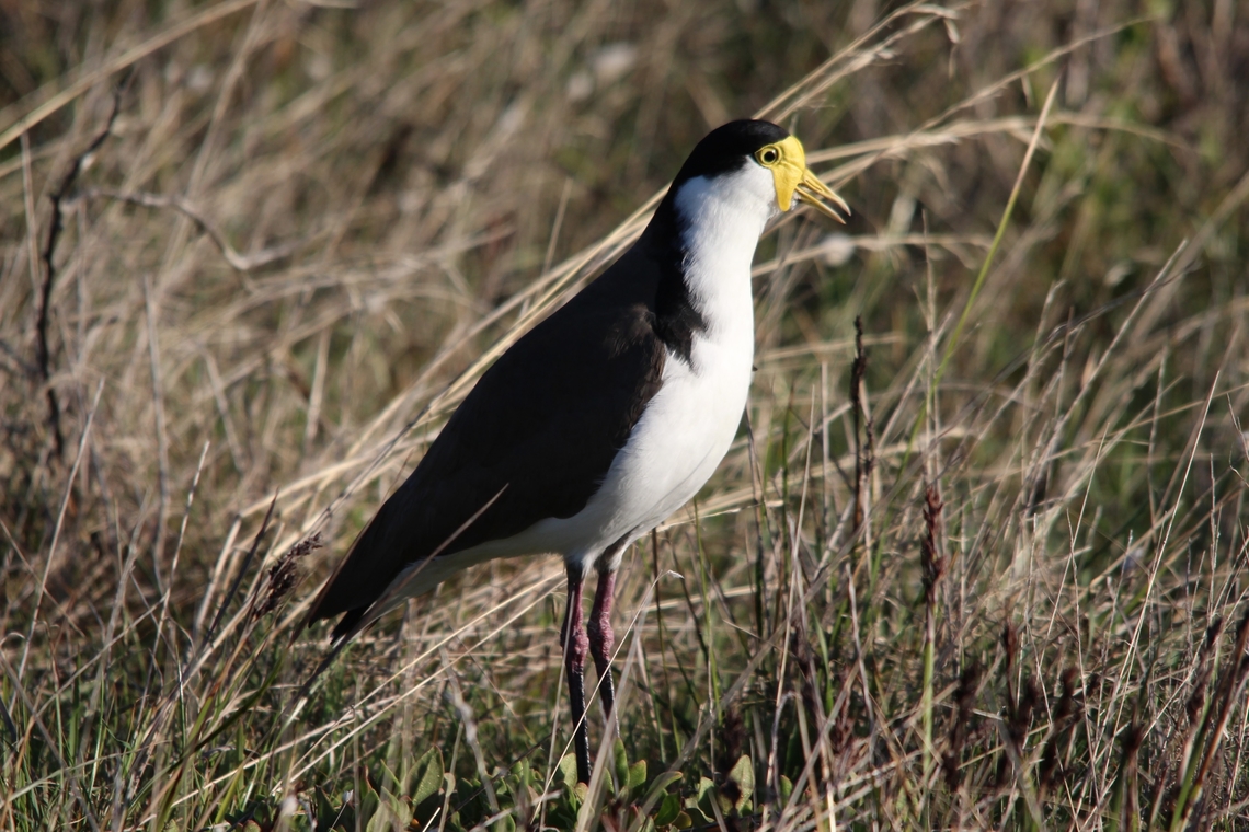 Masked lapwing - Vanellus miles  Australia,Eamw birds,Fall,Geotagged,Masked lapwing,Vanellus miles,Victor Harbor
