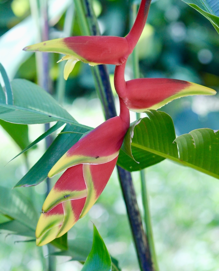 Lobster claw - Heliconia rostrata Introduced to Vietnam. Fall,Geotagged,Heliconia rostrata,Lobster Claw,Vietnam