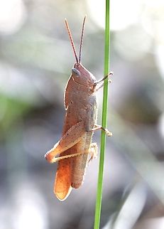 Gumleaf Grasshopper - Goniaea sp.  Australia,Eamw grasshoppers,Geotagged,Summer,Warners Bay NSW