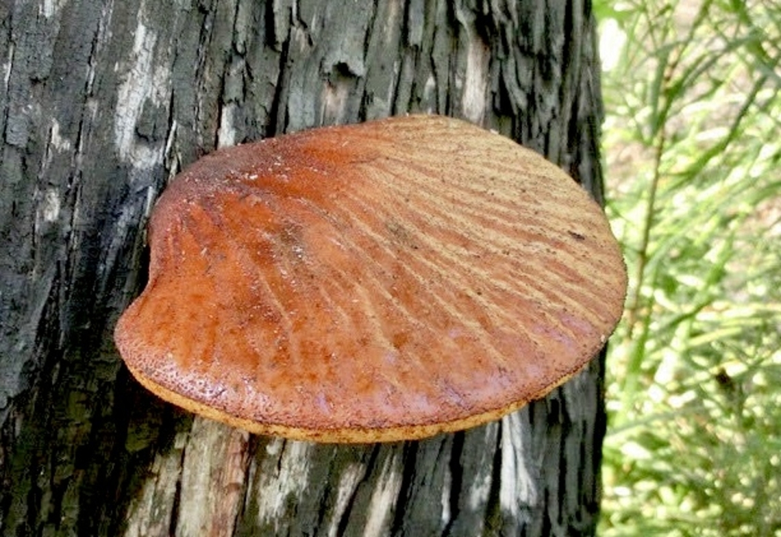 Polypore - Genus Fistulina  Eamw fungi,Fistulina,Geotagged,Polypore,Spring,Vietnam