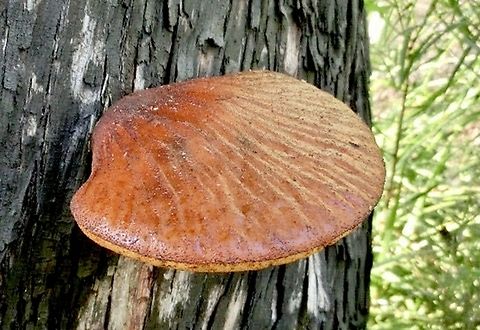 Polypore - Genus Fistulina  Eamw fungi,Fistulina,Geotagged,Polypore,Spring,Vietnam