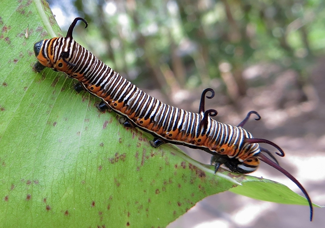 Common Crow caterpillar- euploea core                                 Common Crow,Eamw caterpillars,Euploea core,Geotagged,Vietnam,Winter