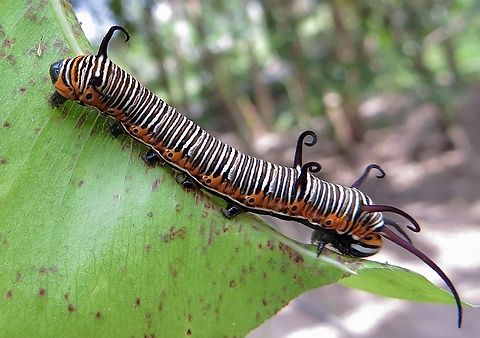 Common Crow caterpillar- euploea core                                 Common Crow,Eamw caterpillars,Euploea core,Geotagged,Vietnam,Winter