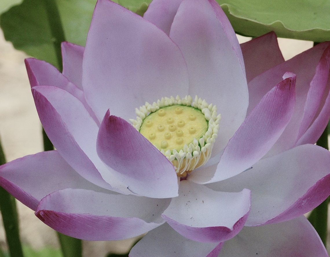 Sacred Lotus - Nelumbo nucifera  Eamw flora,Fall,Geotagged,Nelumbo nucifera,Sacred Lotus,Vietnam