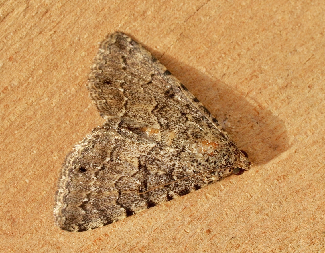 Diatenes aglossoides  Australia,Diatenes aglossoides,Eamw moth,Encounter Bay SA,Fall,Geotagged,UVL