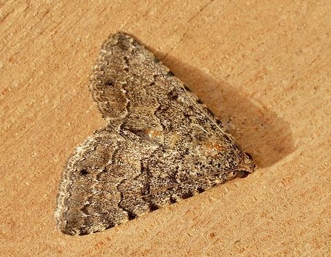 Diatenes aglossoides  Australia,Diatenes aglossoides,Eamw moth,Encounter Bay SA,Fall,Geotagged,UVL