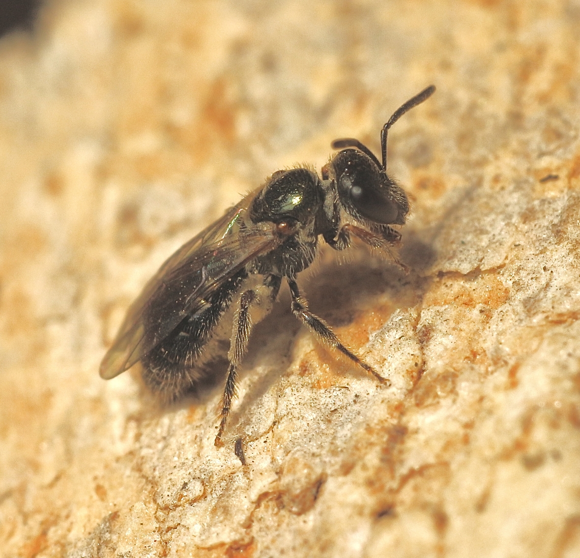 Sweet Bee - Genus  Lasioglossum Approximately 2 to 3 mm in size. Australia,Eamw bees,Encounter Bay SA,Geotagged,Summer