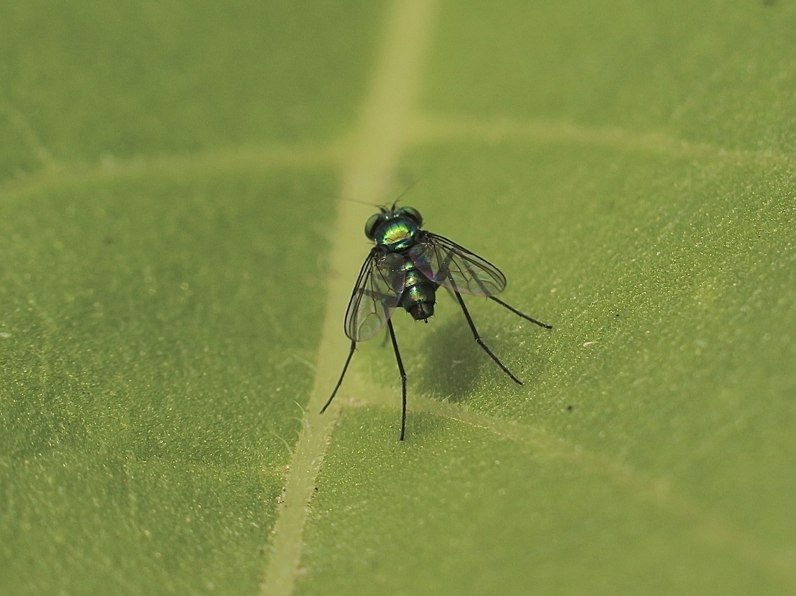 Subfamily - Sciapodinae Small fly 3 to 4 mm Australia,Encounter Bay SA,Geotagged,Summer,eamw flies