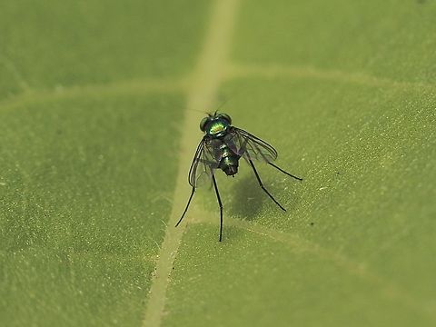Subfamily - Sciapodinae Small fly 3 to 4 mm Australia,Encounter Bay SA,Geotagged,Summer,eamw flies
