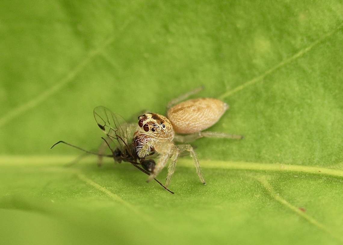 Garden Jumping Spider - Opisthoncus nigrofemoratus Observed in our garden .  Eamw spiders,Encounter Bay SA,Geotagged,Opisthoncus nigrofemoratus,Winter