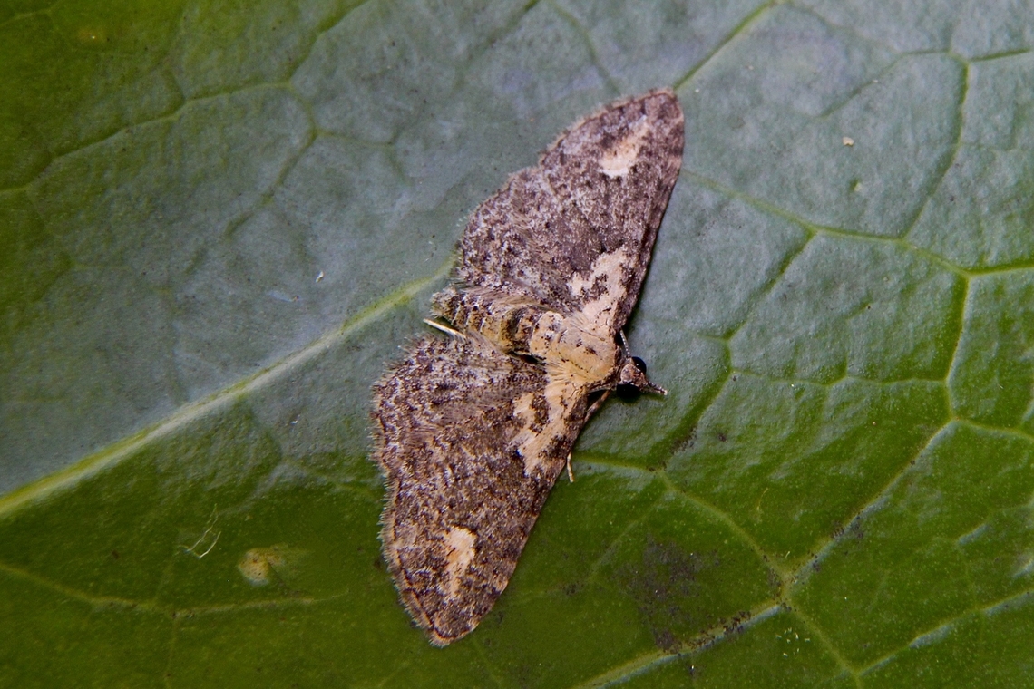 Pome Looper - Pasiphilodes testulata  Australia,Eamw moth,Encounter Bay SA,Geotagged,Pasiphilodes testulata,Pome Looper,UVL,Winter