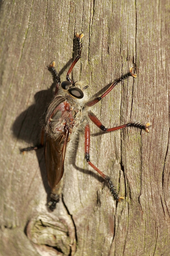 Hercules Robberfly - Neoaratus hercules Very alert and fast. Australia,Eamw robber flies,Geotagged,Hercules Robberfly,Neoaratus hercules,Summer,Talisker Conservation Park
