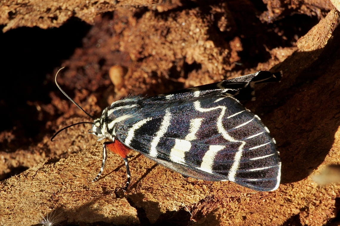 Mistletoe Moth - Comocrus behri  Australia,Comocrus behri,Eamw moth,Geotagged,Ingalalla falls SA,Mistletoe Moth,Summer