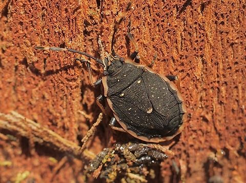 Pink margined bug - Diemenia rubromarginata  Australia,Diemenia rubromarginata,Eamw bugs,Geotagged,Pink margined bug,Summer,Talisker Conservation Park