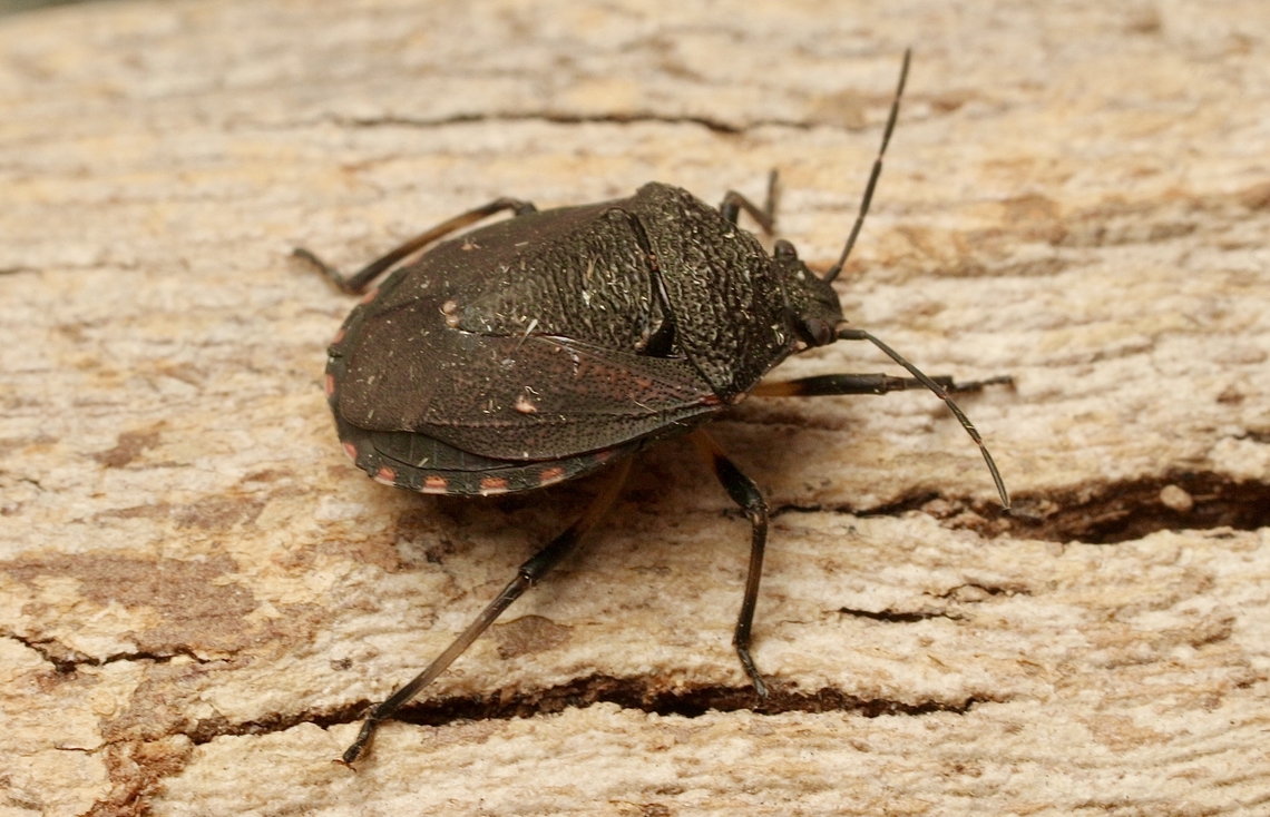 Toad Stink Bug - Platycoris bipunctatus  Australia,Eamw stink bugs,Geotagged,Ingalalla falls SA,Platycoris bipunctatus,Summer,Toad Stink Bug