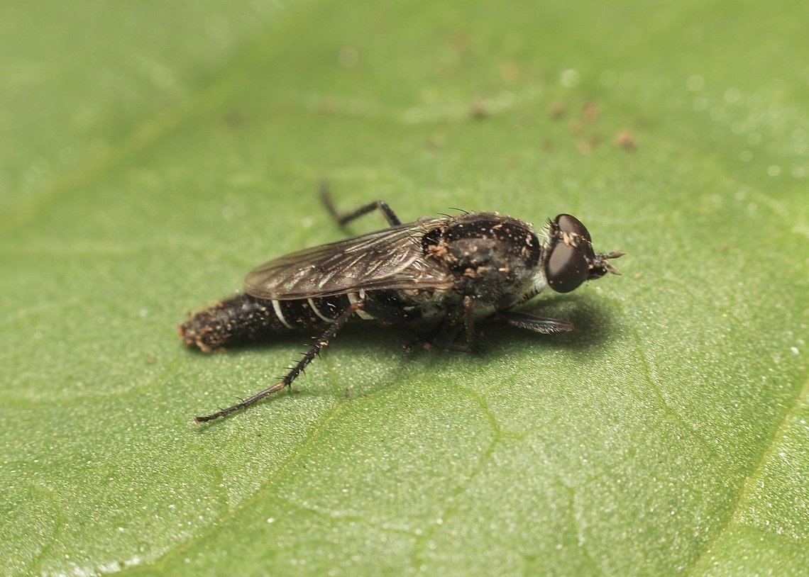 Bonjeania nitidifrons  Australia,Bonjeania nitidifrons,Geotagged,Ingalalla falls SA,Summer,eamw flies