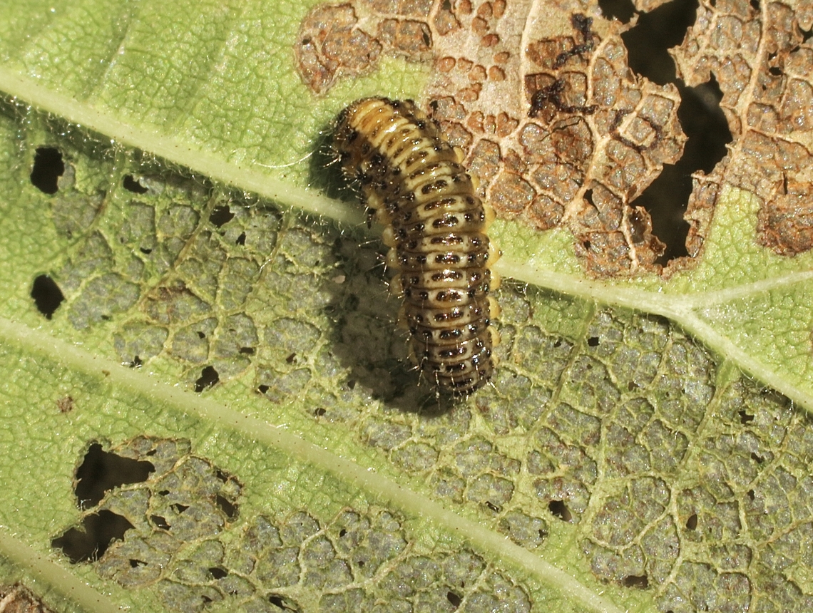Elm leaf beetle - Xanthogaleruca luteola Larvae of introduced Elm leaf beetle , it has become a serious pest. Australia,Eamw beetles,Elm leaf beetle,Geotagged,Ingalalla falls SA,Summer,Xanthogaleruca luteola