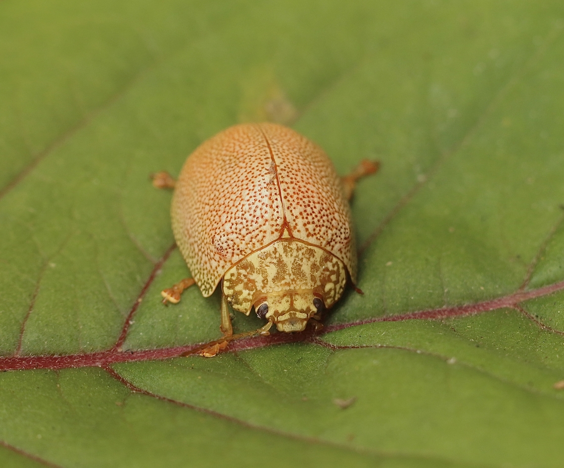 Speckled eucalyptus leaf beetle - Paropsis atomaria  Australia,Eamw leaf beetles,Encounter Bay SA,Geotagged,Paropsis atomaria,Speckled eucalyptus leaf beetle,Summer,UVL