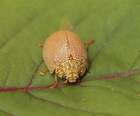 Speckled eucalyptus leaf beetle - Paropsis atomaria  Australia,Eamw leaf beetles,Encounter Bay SA,Geotagged,Paropsis atomaria,Speckled eucalyptus leaf beetle,Summer,UVL