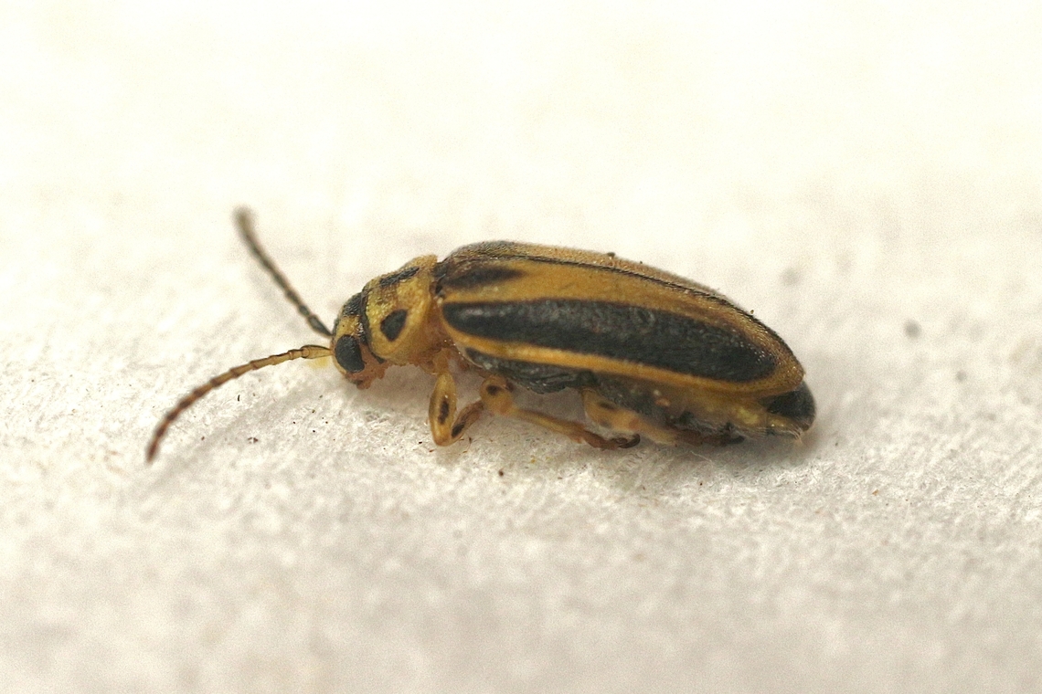 Elm Leaf Beetle - Xanthogaleruca luteola  Australia,Eamw beetles,Elm leaf beetle,Encounter Bay SA,Geotagged,Summer,UVL,Xanthogaleruca luteola
