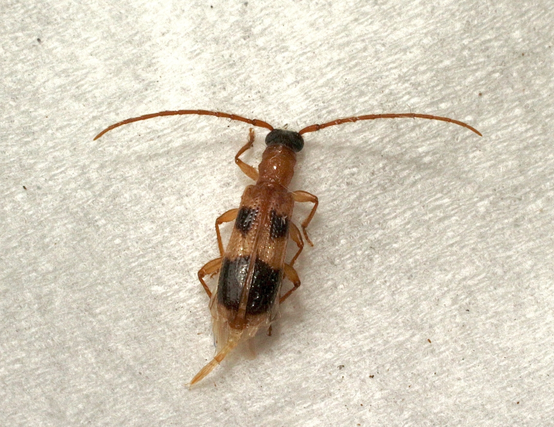 Atesta stigmosa Attracted to UV light. Atesta stigmosa,Australia,Eamw beetles,Encounter Bay SA,Geotagged,Summer,UVL