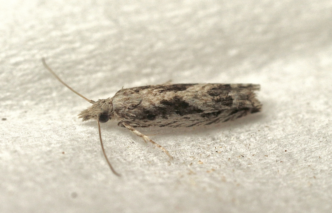 Holocola thalassinana Attracted to UV light. Australia,Eamw moth,Encounter Bay SA,Geotagged,Holocola thalassinana,Summer,UVL