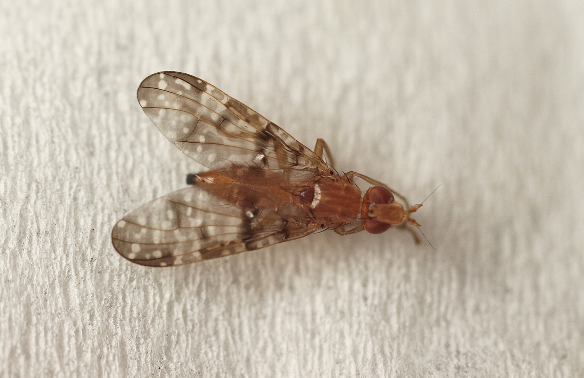 Genus - Cardiacera Attracted to UV light  Australia,Encounter Bay SA,Geotagged,Summer,UVL,eamw flies