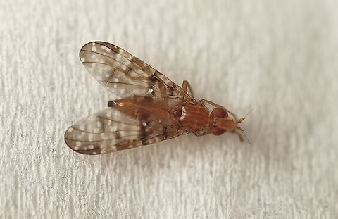 Genus - Cardiacera Attracted to UV light  Australia,Encounter Bay SA,Geotagged,Summer,UVL,eamw flies