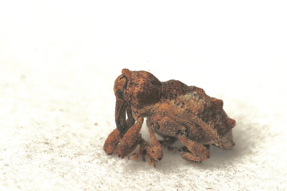 Vine Weevil - Orthorhinus klugii Attracted to UV light. It is a tiny little weevil of about 4 mm. Orthorhinus klugii,Vine Weevil