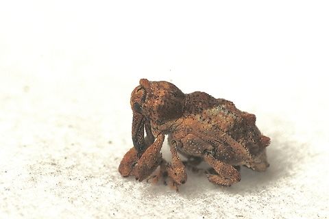 Vine Weevil - Orthorhinus klugii Attracted to UV light. It is a tiny little weevil of about 4 mm. Orthorhinus klugii,Vine Weevil