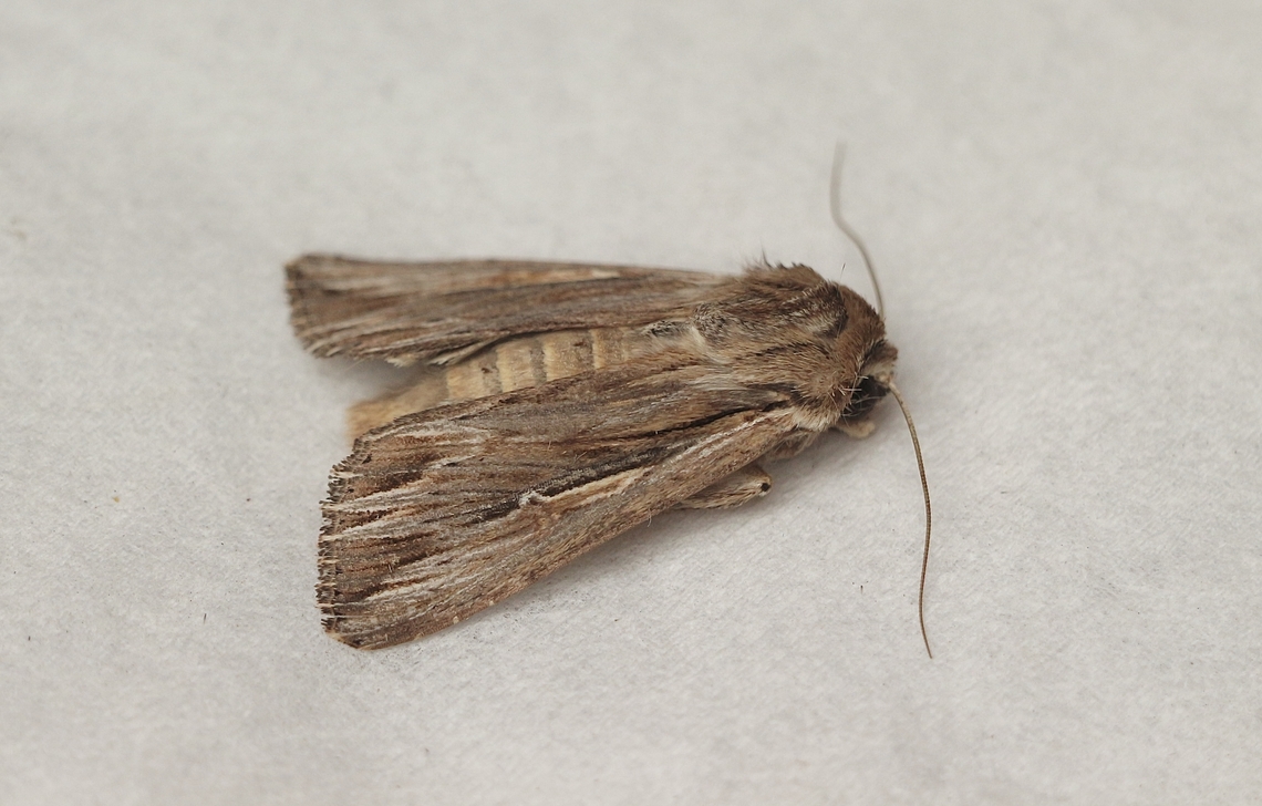 Southern Armyworm - Persectania ewingii  Australia,Eamw moth,Encounter Bay SA,Geotagged,Persectania ewingii,Southern Armyworm,Summer,UVL