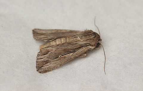 Southern Armyworm - Persectania ewingii  Australia,Eamw moth,Encounter Bay SA,Geotagged,Persectania ewingii,Southern Armyworm,Summer,UVL