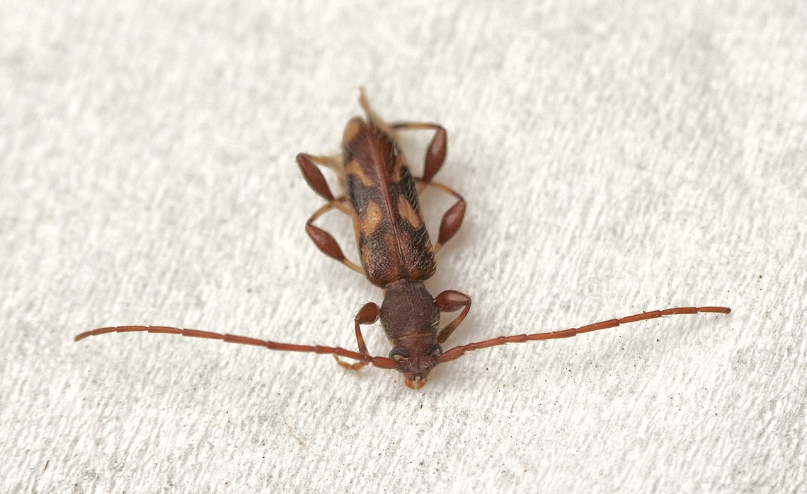 Wattle Longhorn - Bethelium signiferum Attracted to UV light  Australia,Bethelium signiferum,Eamw beetles,Encounter Bay SA,Geotagged,Summer,UVL,Wattle Longhorn