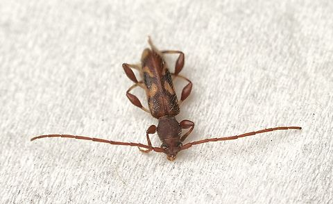Wattle Longhorn - Bethelium signiferum Attracted to UV light  Australia,Bethelium signiferum,Eamw beetles,Encounter Bay SA,Geotagged,Summer,UVL,Wattle Longhorn