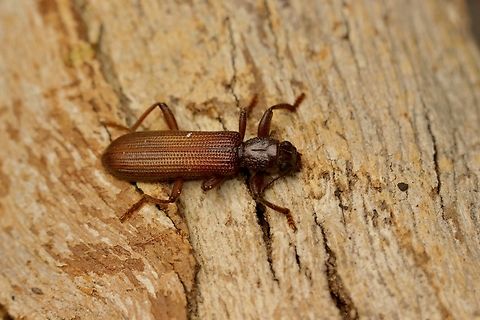 Genus - Eunatalis Attracted to UV light.  Australia,Eamw beetles,Encounter Bay SA,Geotagged,Summer,UVL