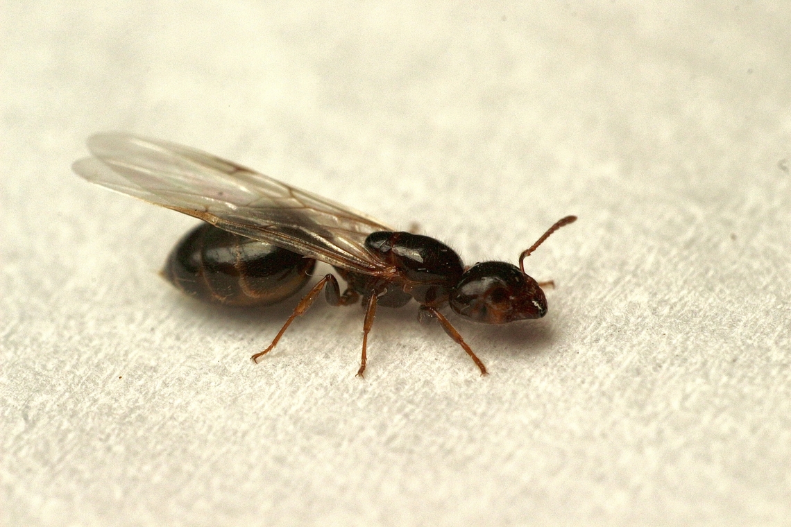 Genus - Crematogaster Attracted to UV light  Australia,Encounter Bay SA,Geotagged,Summer,UVL,eamw ants