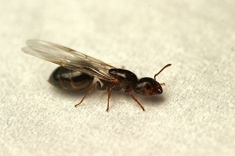 Genus - Crematogaster Attracted to UV light  Australia,Encounter Bay SA,Geotagged,Summer,UVL,eamw ants