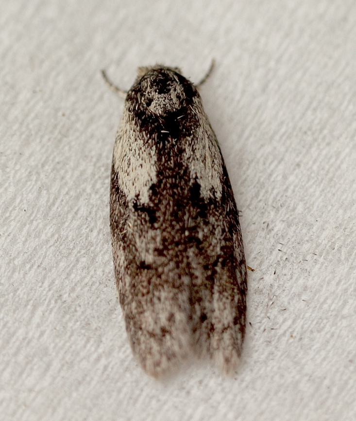 Phylomictis maligna Attracted to UV light. Australia,Eamw moth,Encounter Bay SA,Geotagged,Phylomictis maligna,Summer,UVL