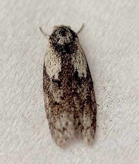 Phylomictis maligna Attracted to UV light. Australia,Eamw moth,Encounter Bay SA,Geotagged,Phylomictis maligna,Summer,UVL