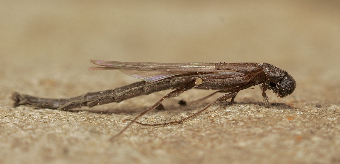 Ship-timber Beetle - Family Lymexylidae. Ship-timber Beetle- Family Lymexylidae (I&rsquo;d. info is from INaturalist ) Approximately 12 mm long.<br />
Attracted to UV light. Australia,Eamw beetles,Encounter Bay SA,Geotagged,Summer,UVL